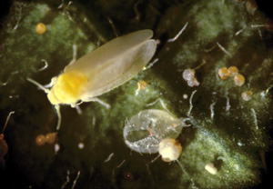 Picture of whitefly adult
