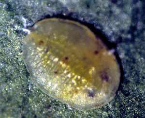 Picture of whitefly