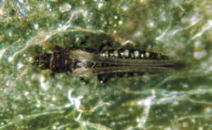 Picture of Western flower Thrips