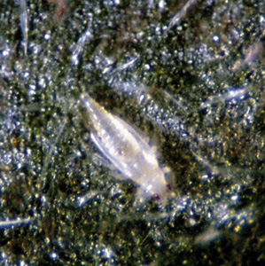 Picture of Western Flower Thrips